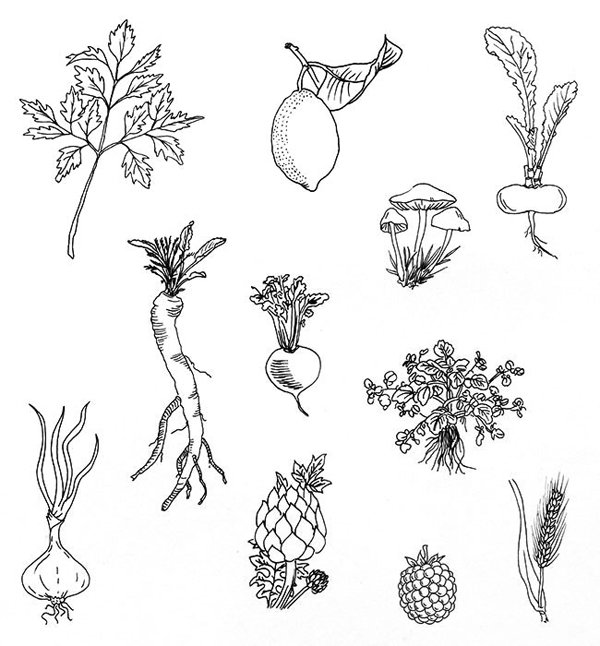 Hand drawn vegetable illustrations for vegetarian restaurant Spirit designed by Studio Beige