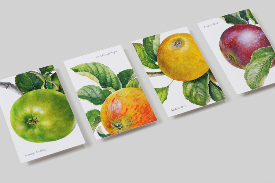 Business card design with botanical illustrative detail by NB Studio for British cyder maker Aspall