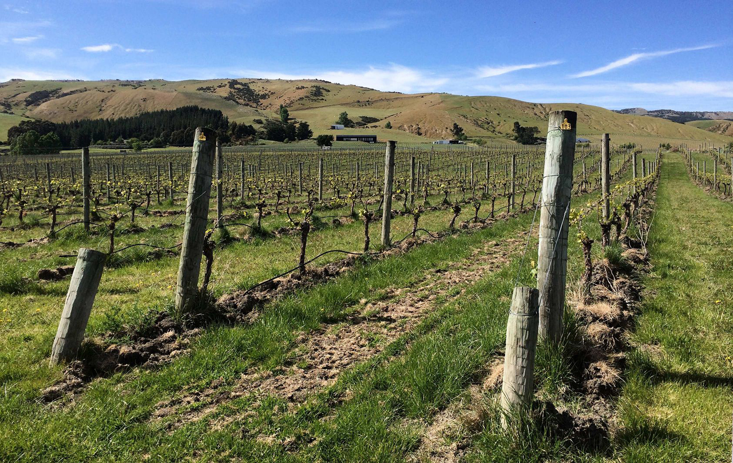 The Black Estate vineyard, Waipara Valley, New Zealand