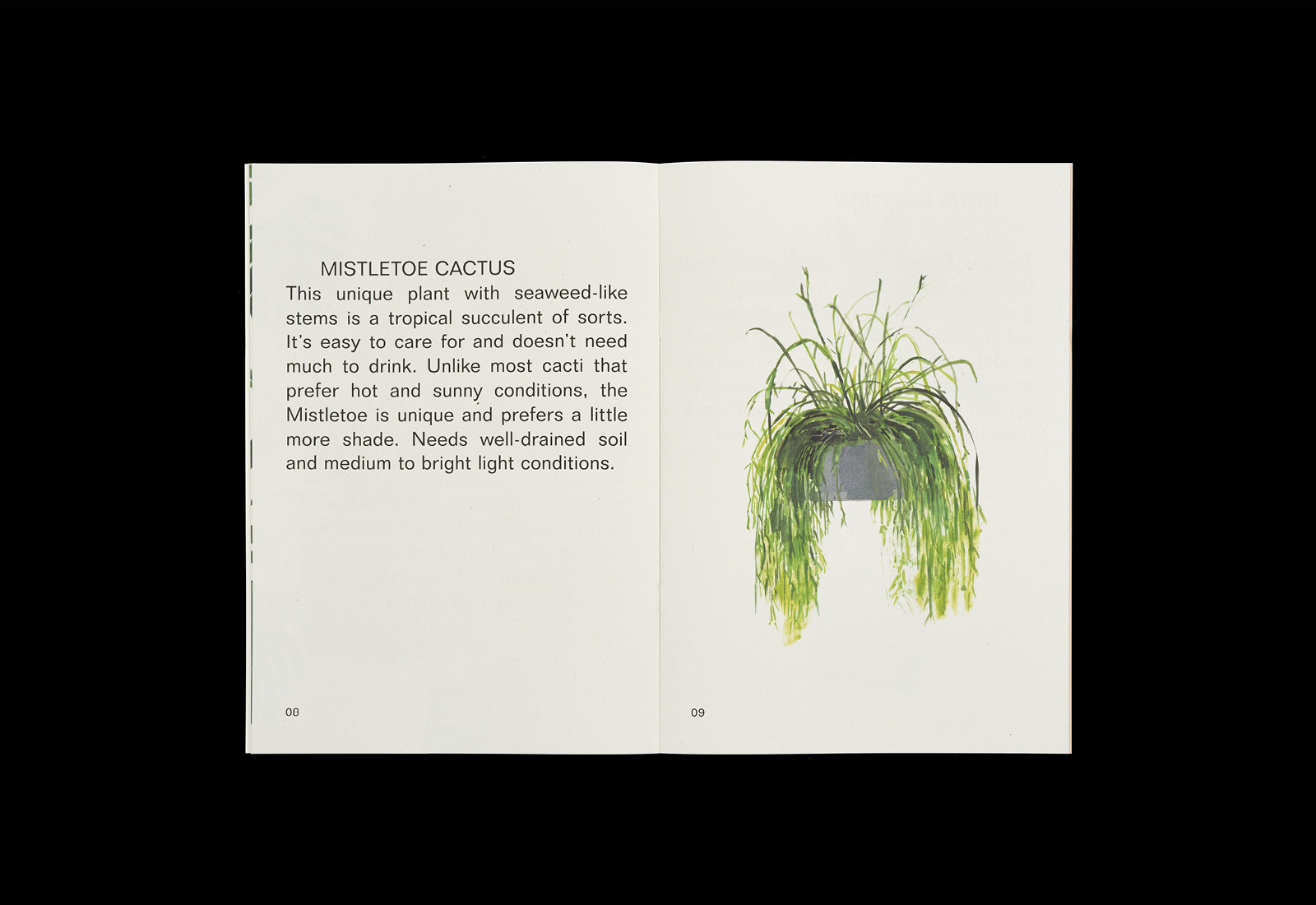 Plants, a brochure designed by Studio Hi Ho featuring illustration by Anna Skeels for residential development Nth Fitzroy
