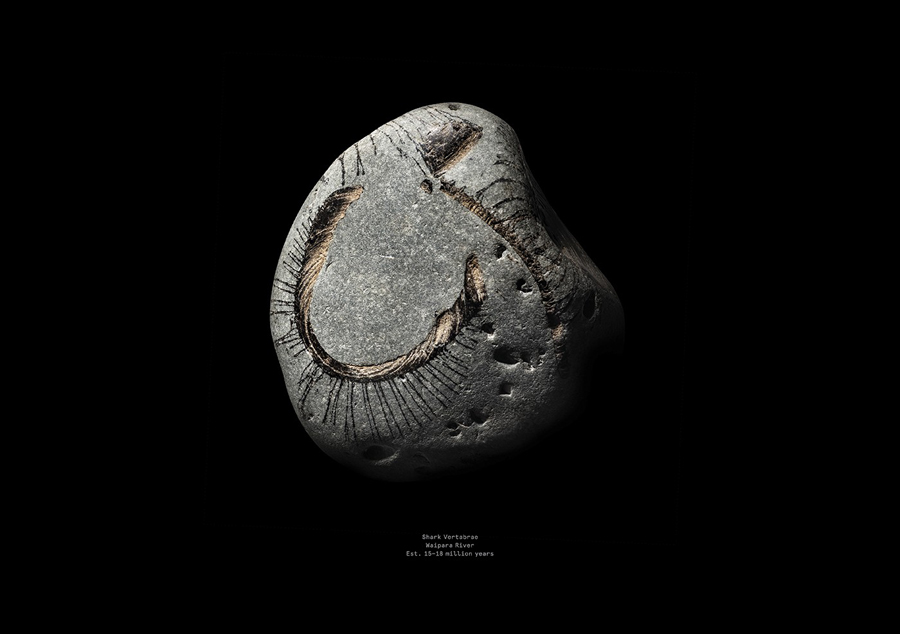 Fossil photography by Inhouse for winery The Bone Line