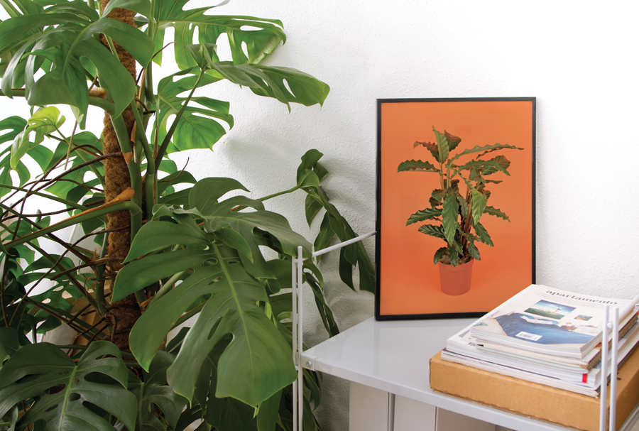 Framed plants from Barcelona based Flora