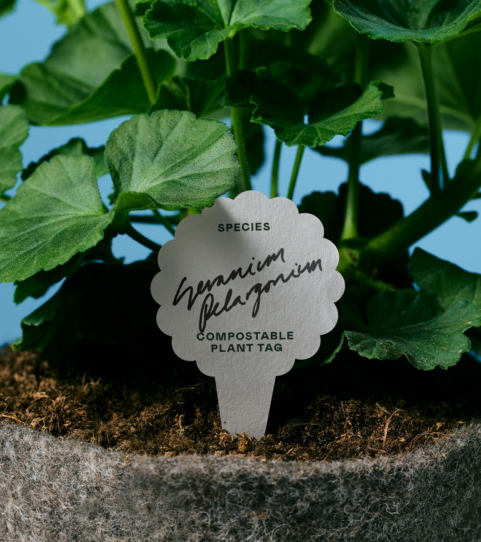 Logo, print, packaging and website design by New Zealand-based Seachange for compostable wool plant pot brand The Wool Pot