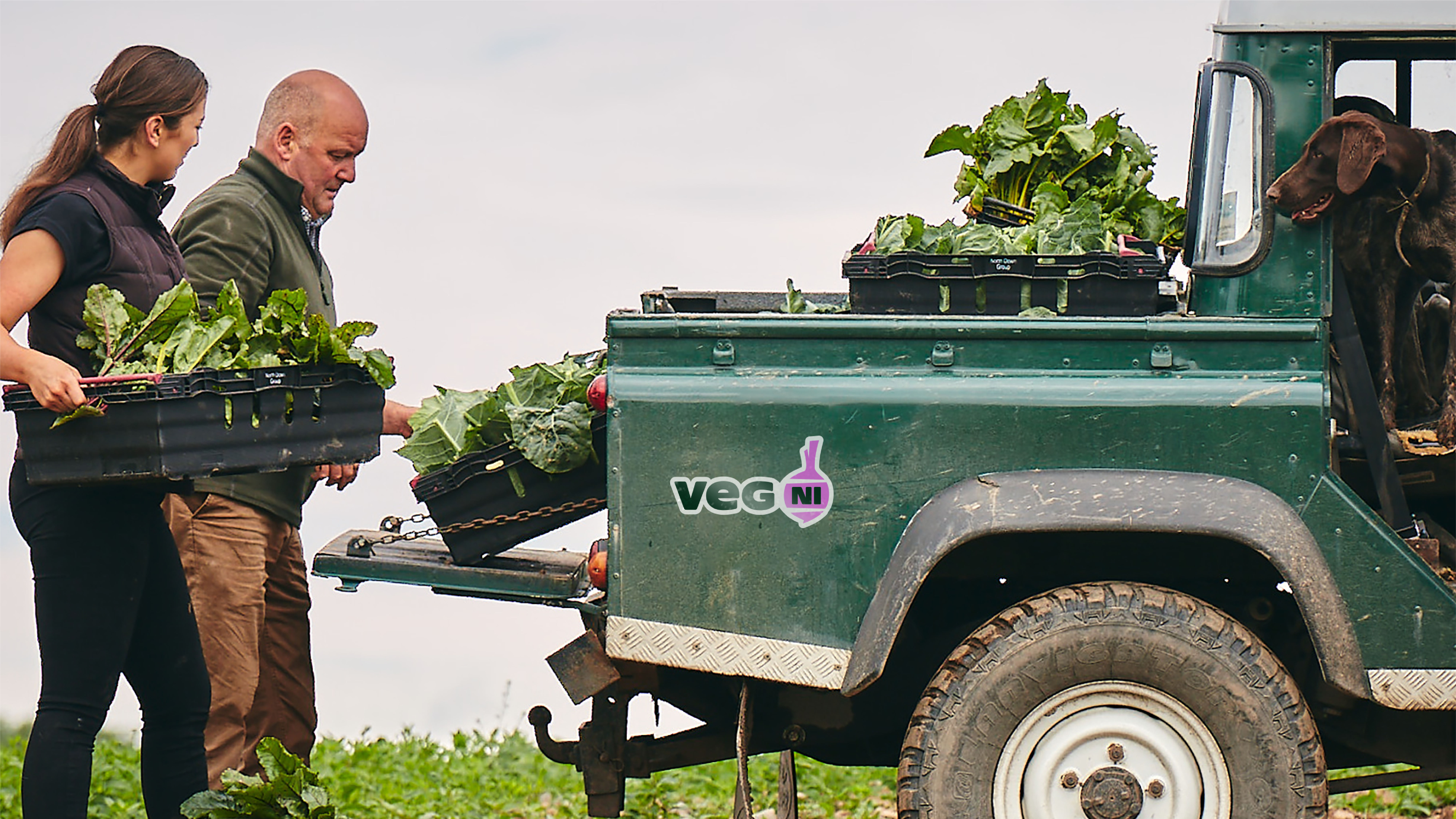 Brand identity designed by Jack Renwick Studio for Northern Irish farming cooperative Veg NI