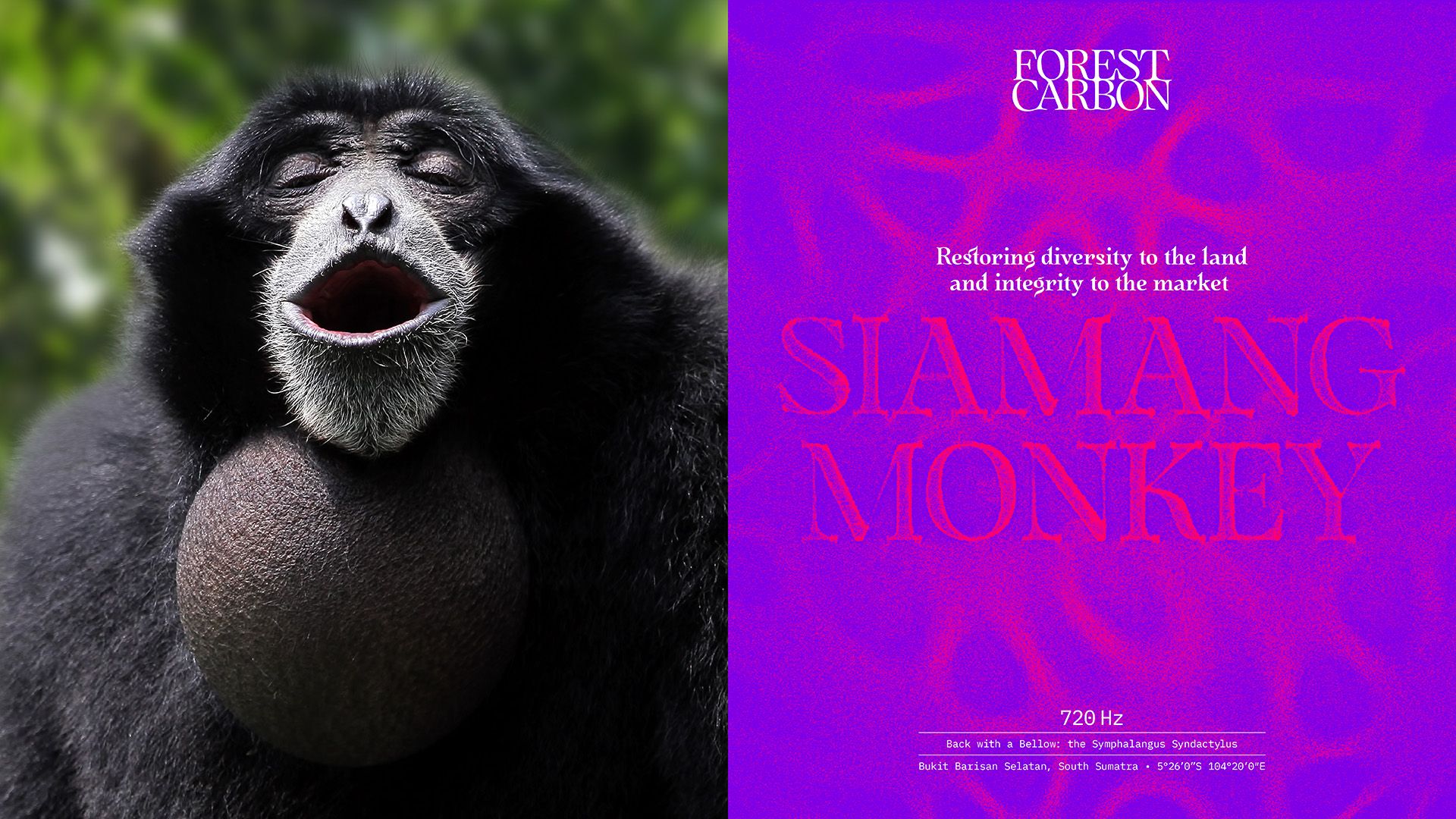 Brand identity design sonic branding and wordmark for Forest Carbon by Design Bridge