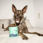 Illustrated Instincts