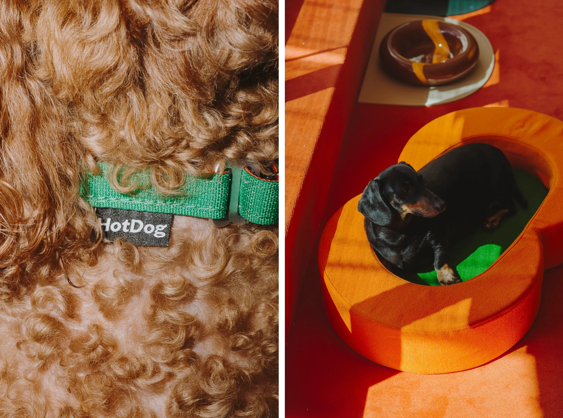 smlXL hotdog pet co branding identity logo bpo review bed collar